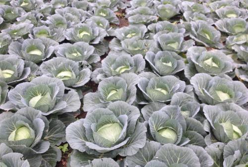 更合镇农副产品及肉类配送优选指南